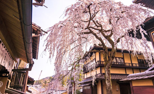 京都-桜-スポット
