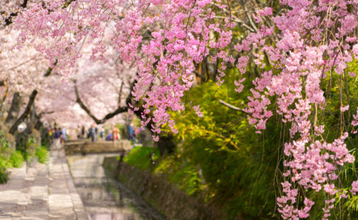 京都-桜-デート