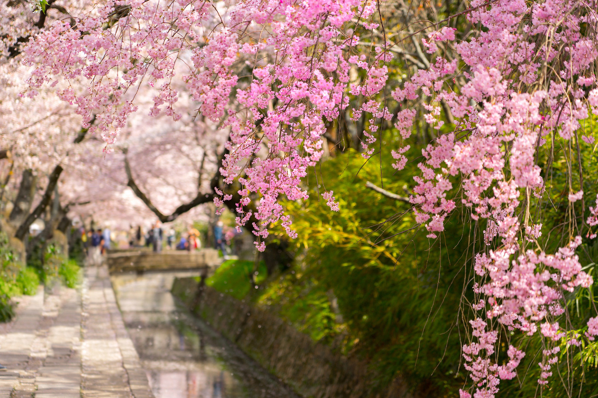 京都-桜-デート