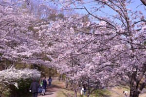 京都-桜-デートスポット