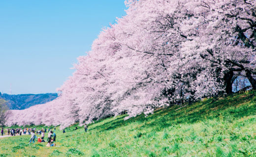 京都-桜-ピクニック