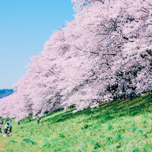 京都-桜-ピクニック
