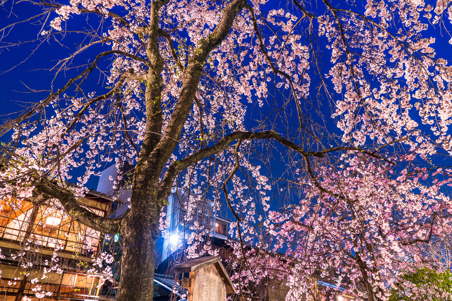 京都-桜-ライトアップ