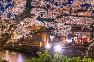 京都-桜-ライトアップ