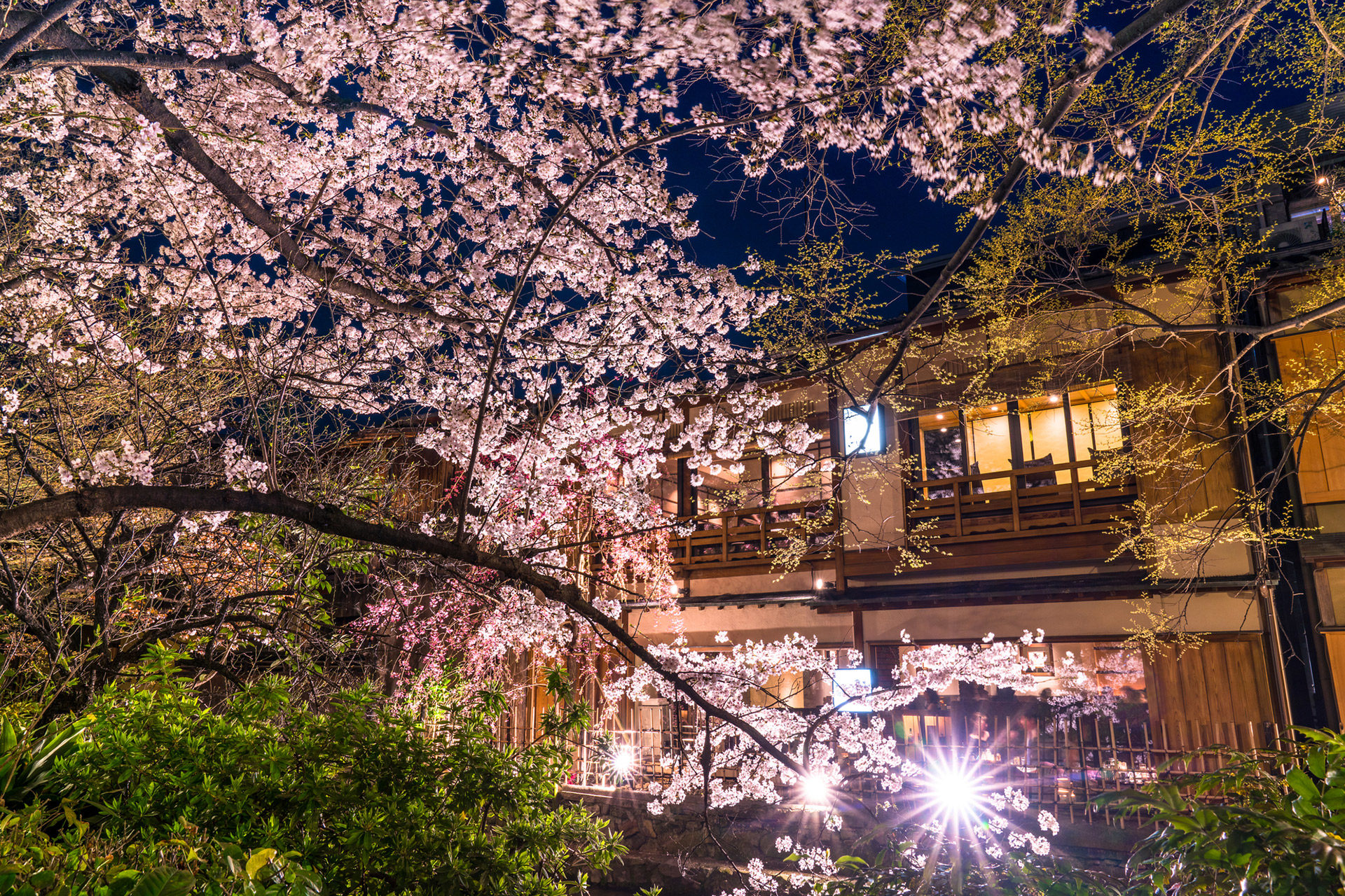 京都-桜-ライトアップ-イメージ