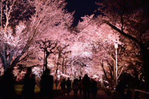 京都-桜-二条城-ライトアップ