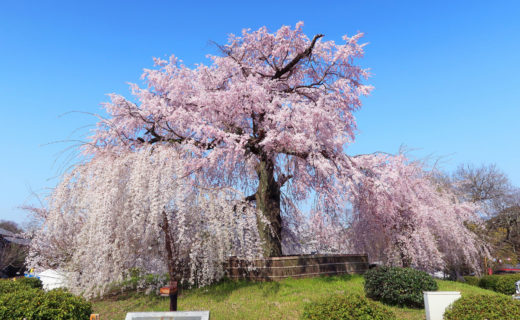 京都-桜-公園