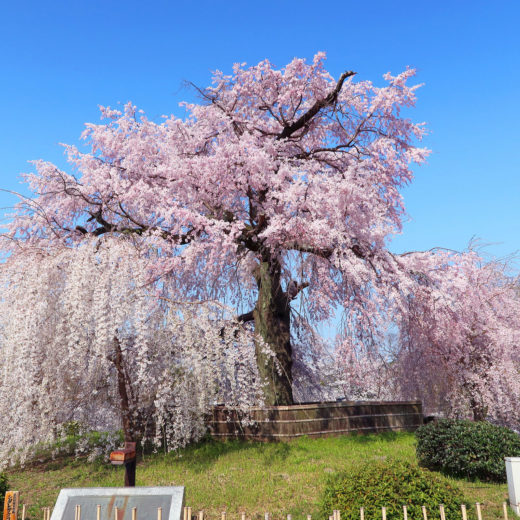 京都-桜-公園