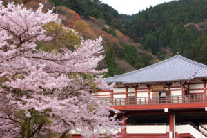 京都-桜-名所