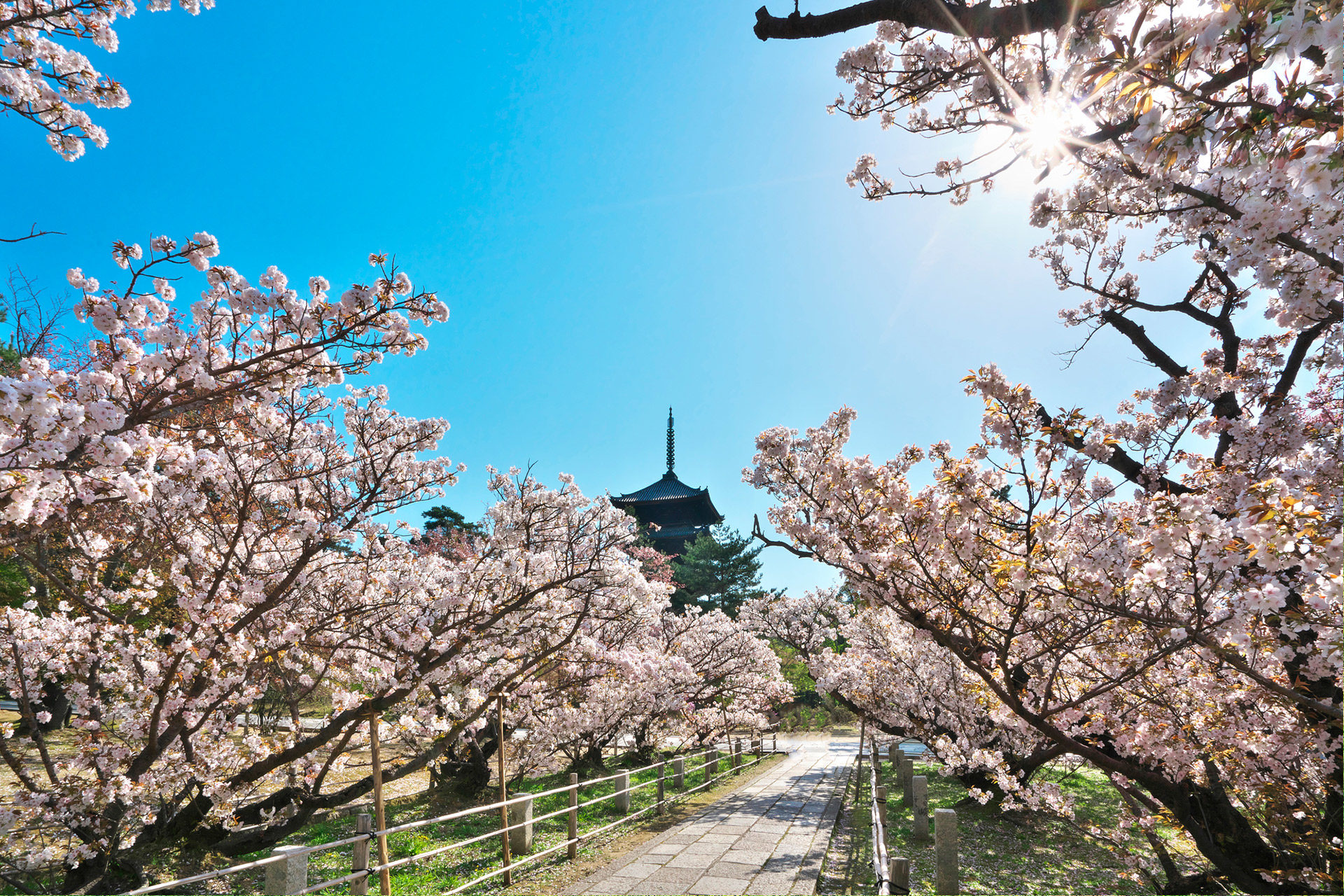 京都-桜-名所