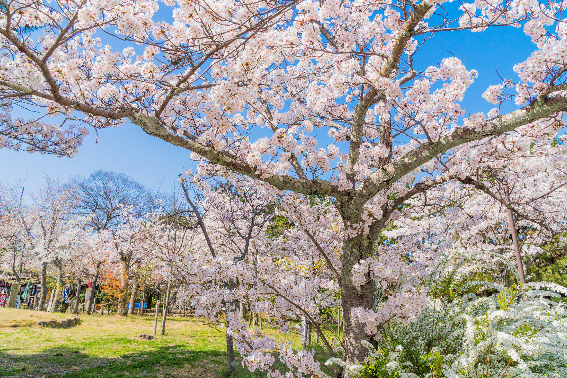 京都-桜-名所-イメージ-風景