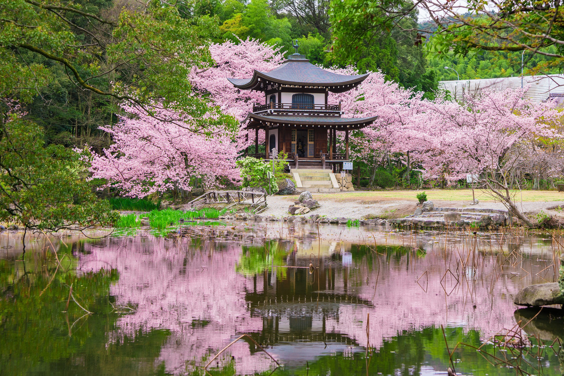 京都-桜-名所-イメージ