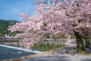 京都　嵐山　桜