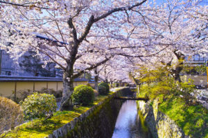 京都-桜-哲学の道-風景