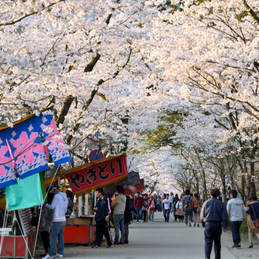 京都-桜-屋台