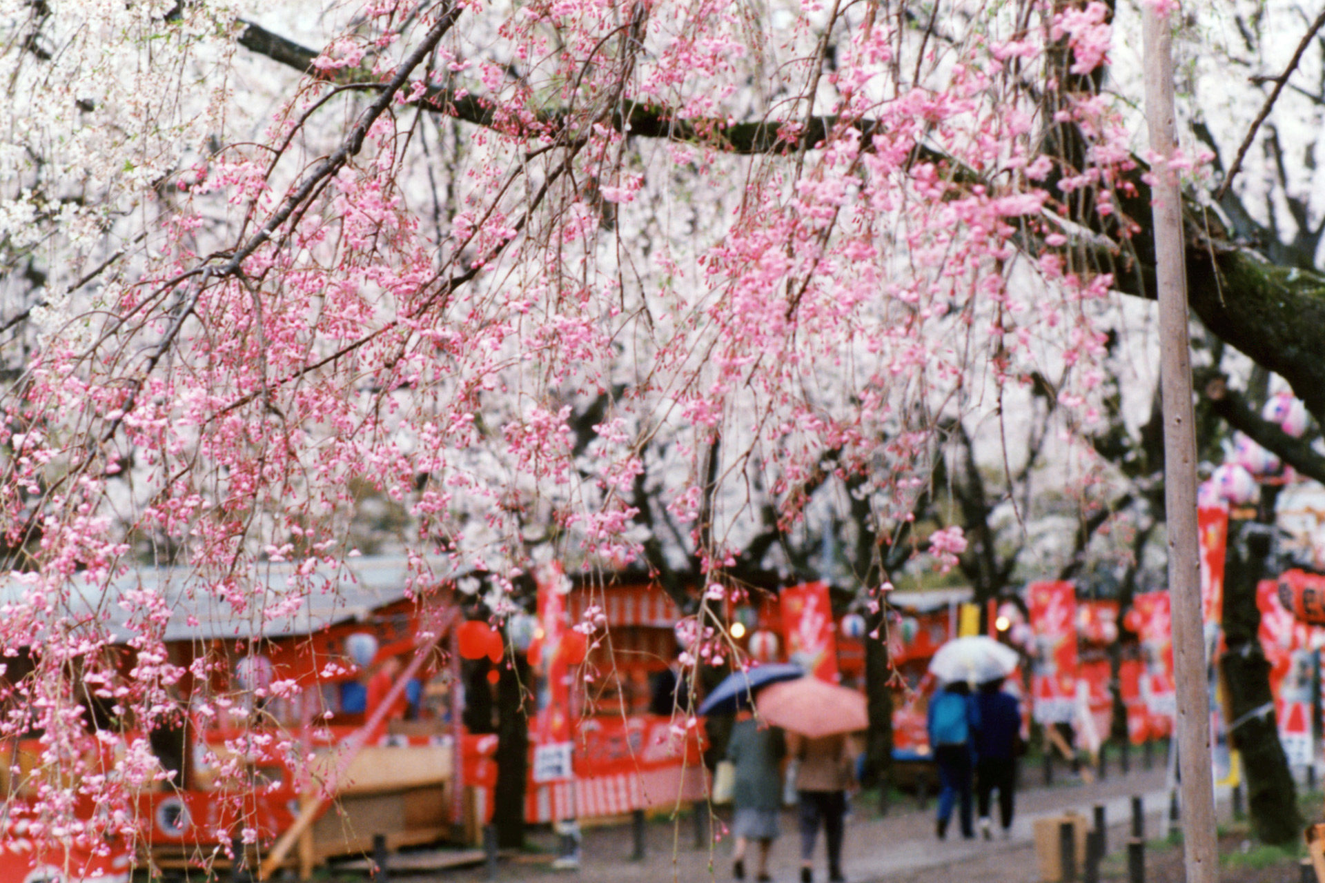 京都-桜-屋台-風景