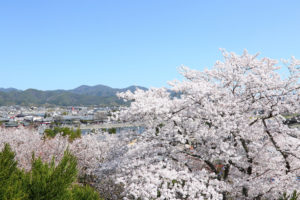 京都-桜-展望台