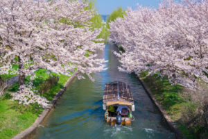 京都-桜-春-舟