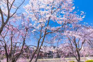京都-桜-満開