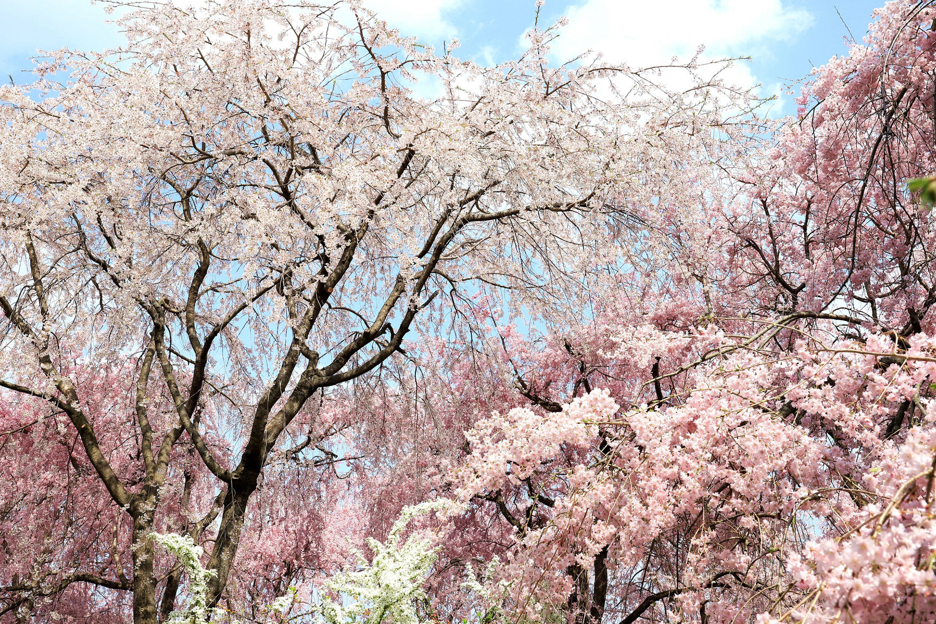 京都-桜-満開-イメージ