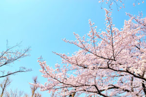 京都-桜-満開-イメージ