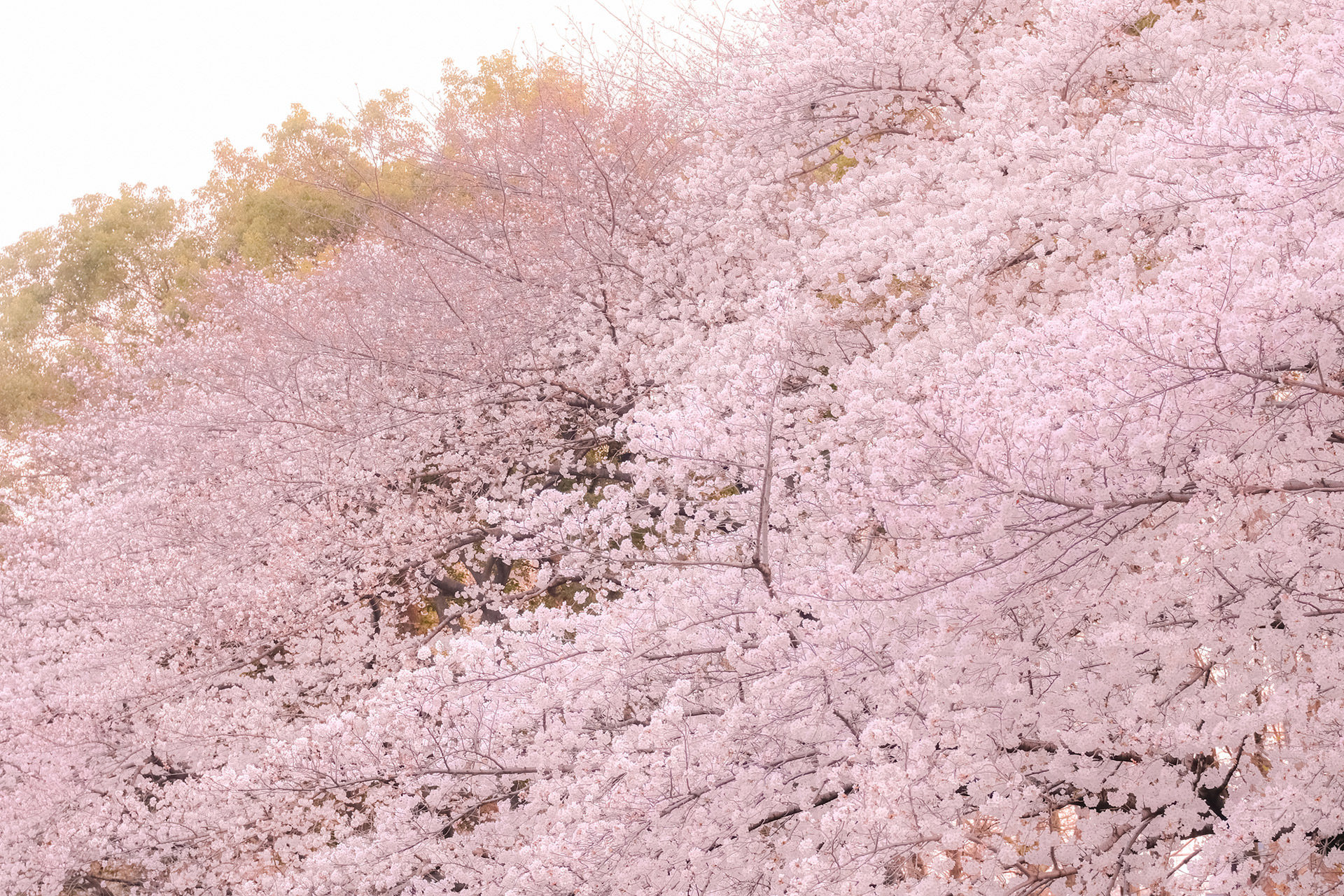 京都-桜-満開-時期