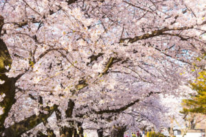 京都-桜-満開-見頃