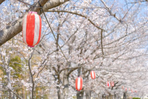 京都-桜-祭り