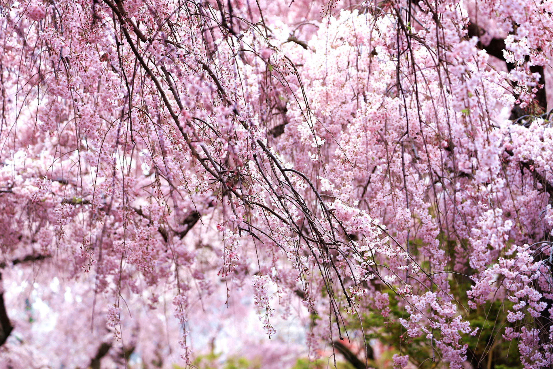 京都-桜-穴場