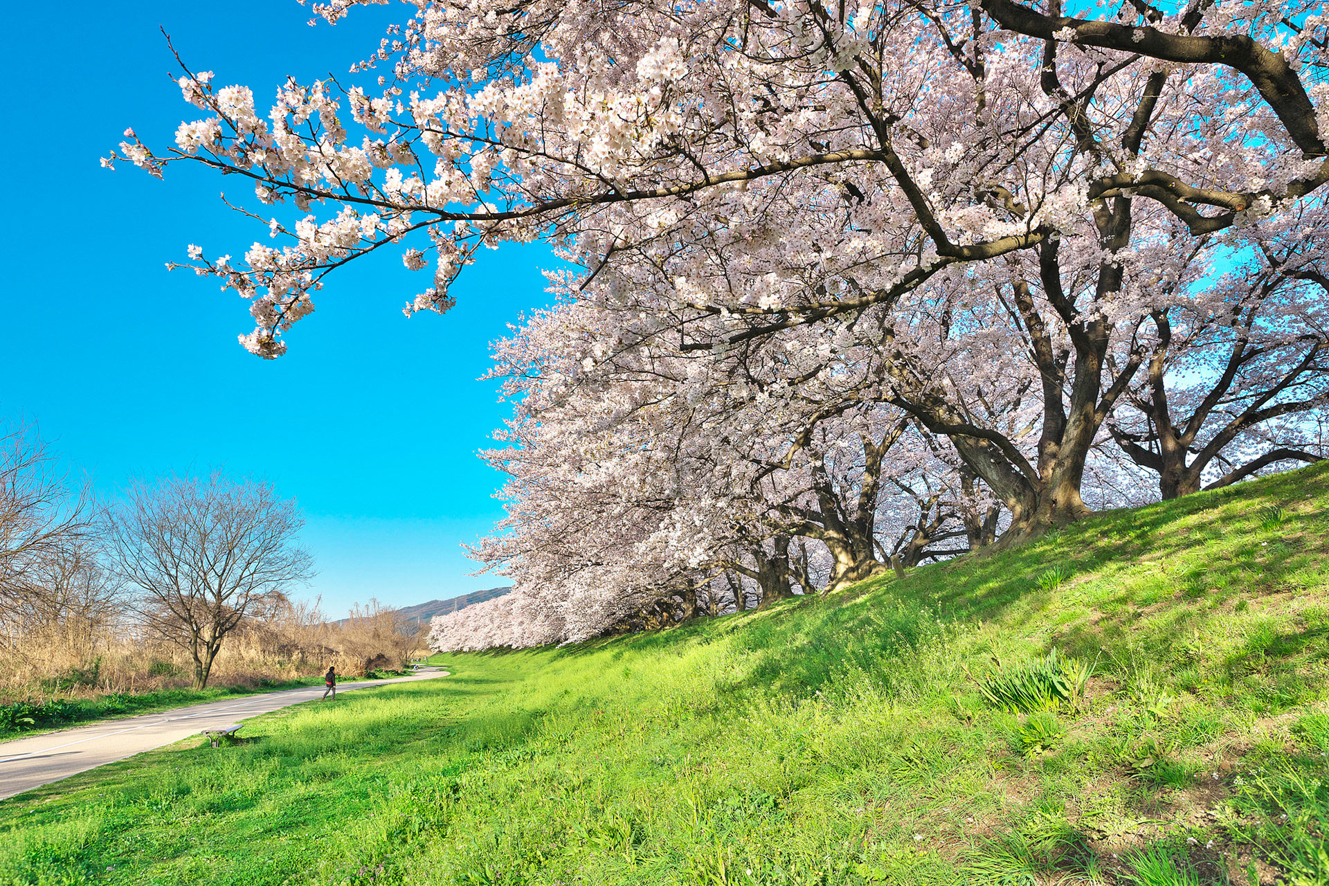 京都-桜-絶景
