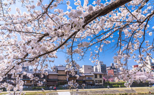 京都-桜-見頃