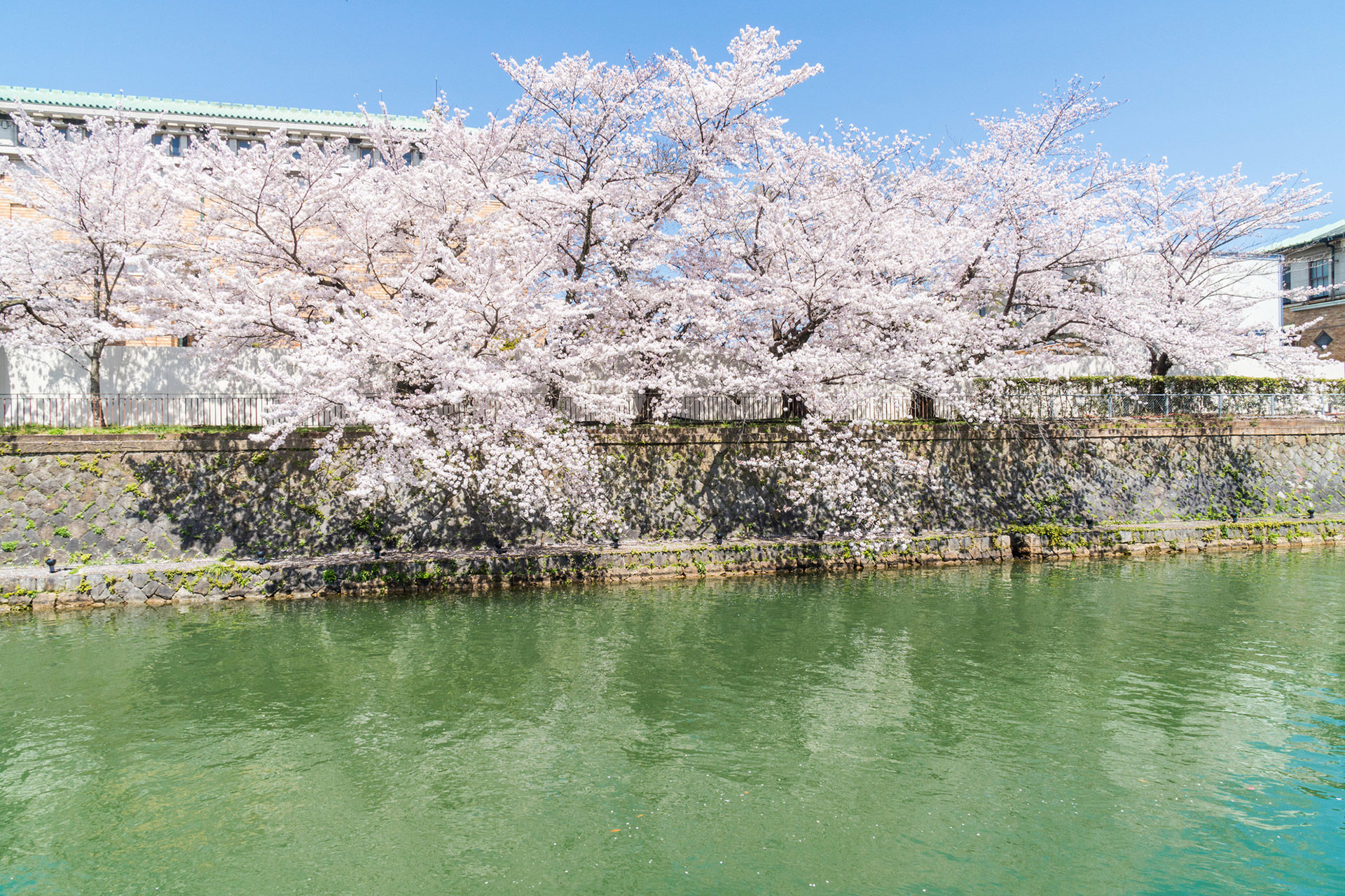 京都-桜-見頃-風景