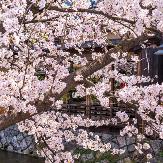 京都-桜-風情