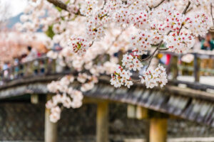 京都　嵐山　桜