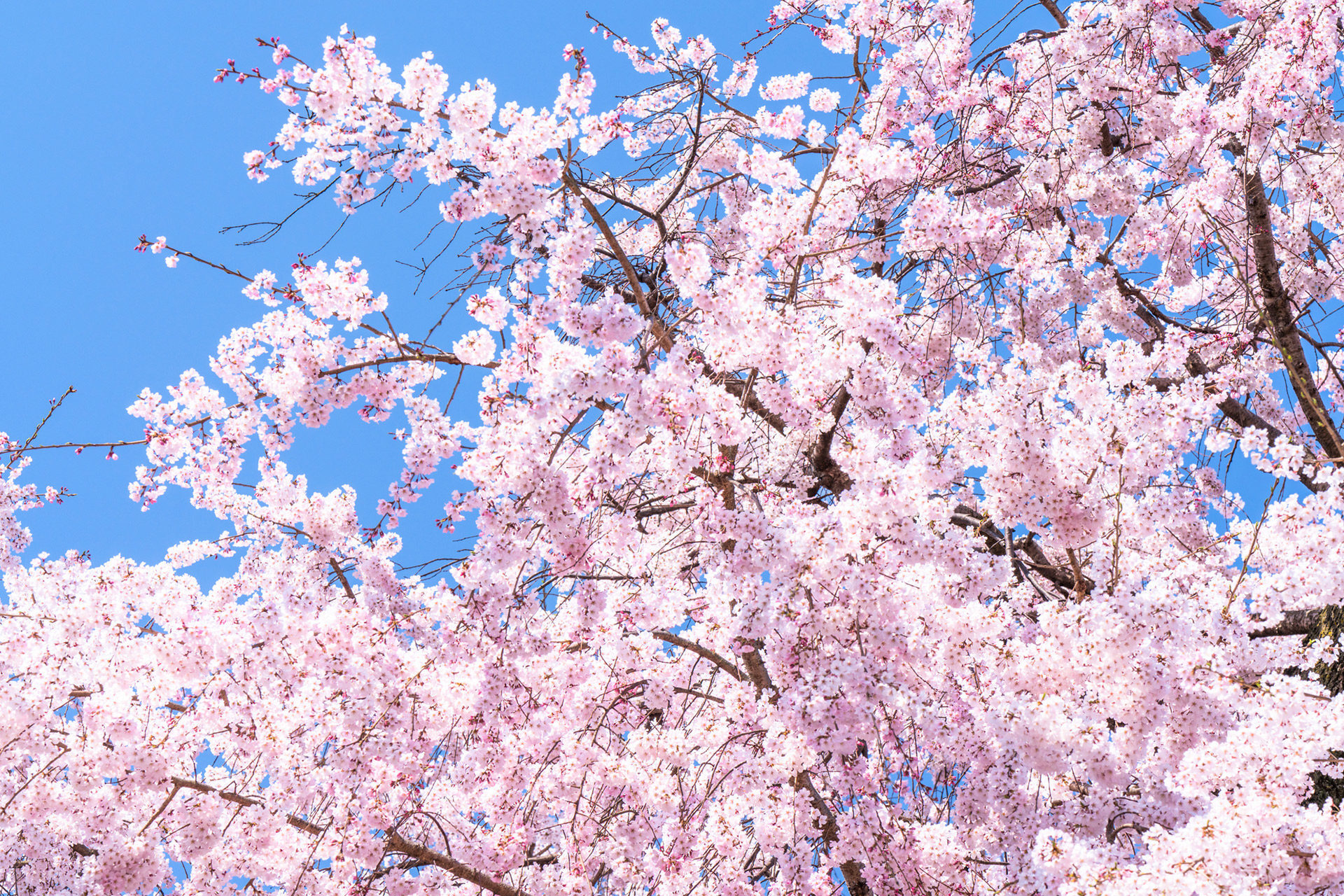 京都-桜-風景