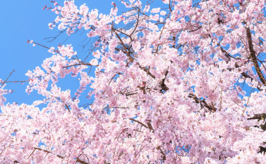 京都-桜-風景-イメージ