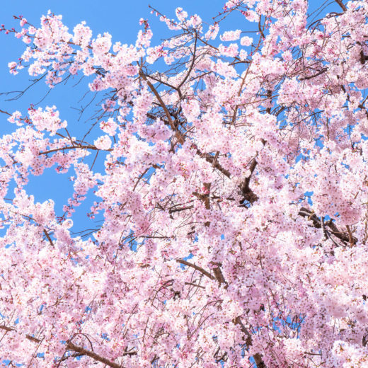 京都-桜-風景-イメージ