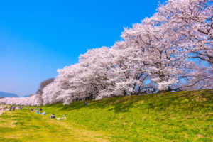 京都-淀川河川-桜