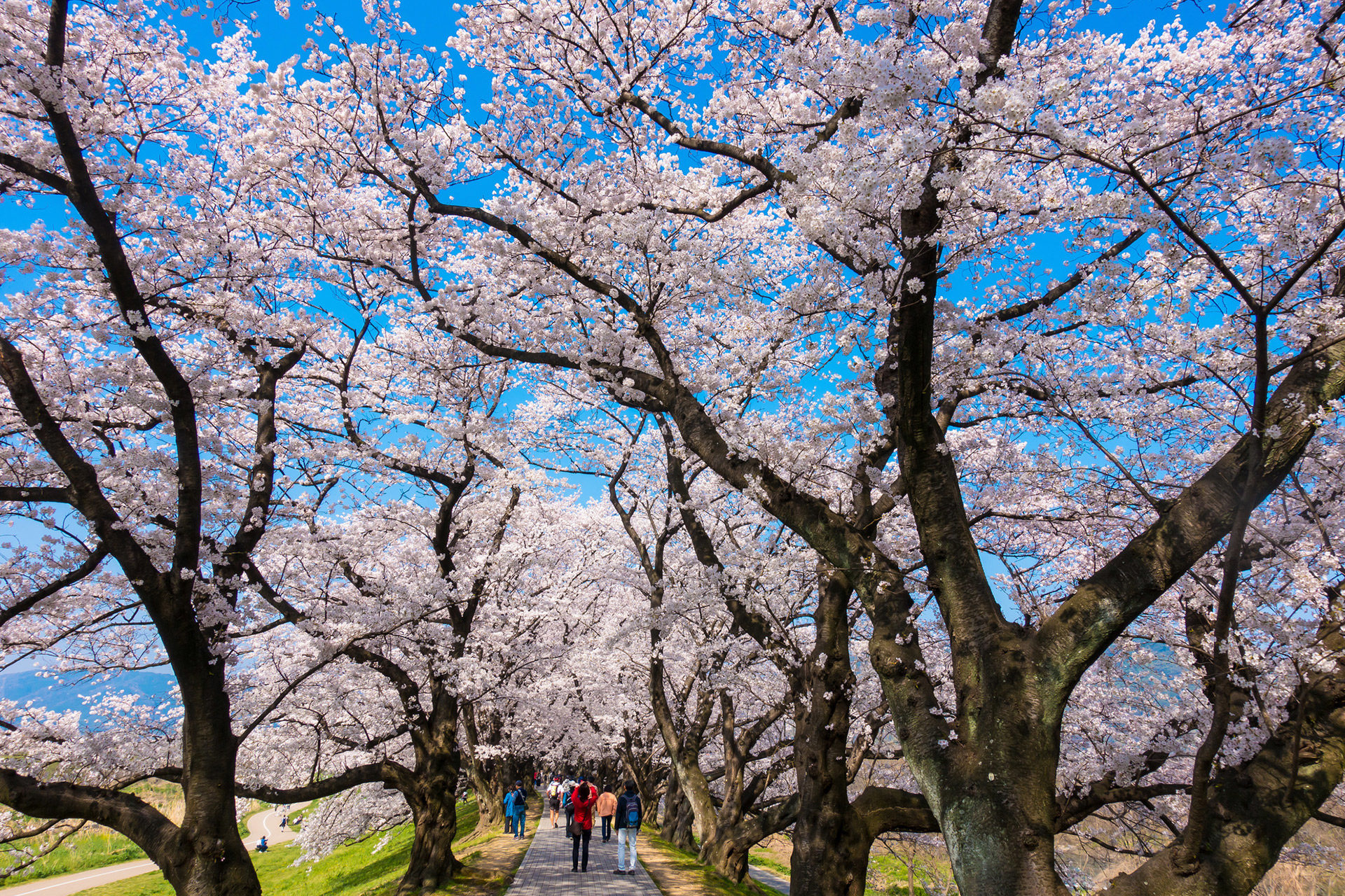 京都-淀川河川公園-桜