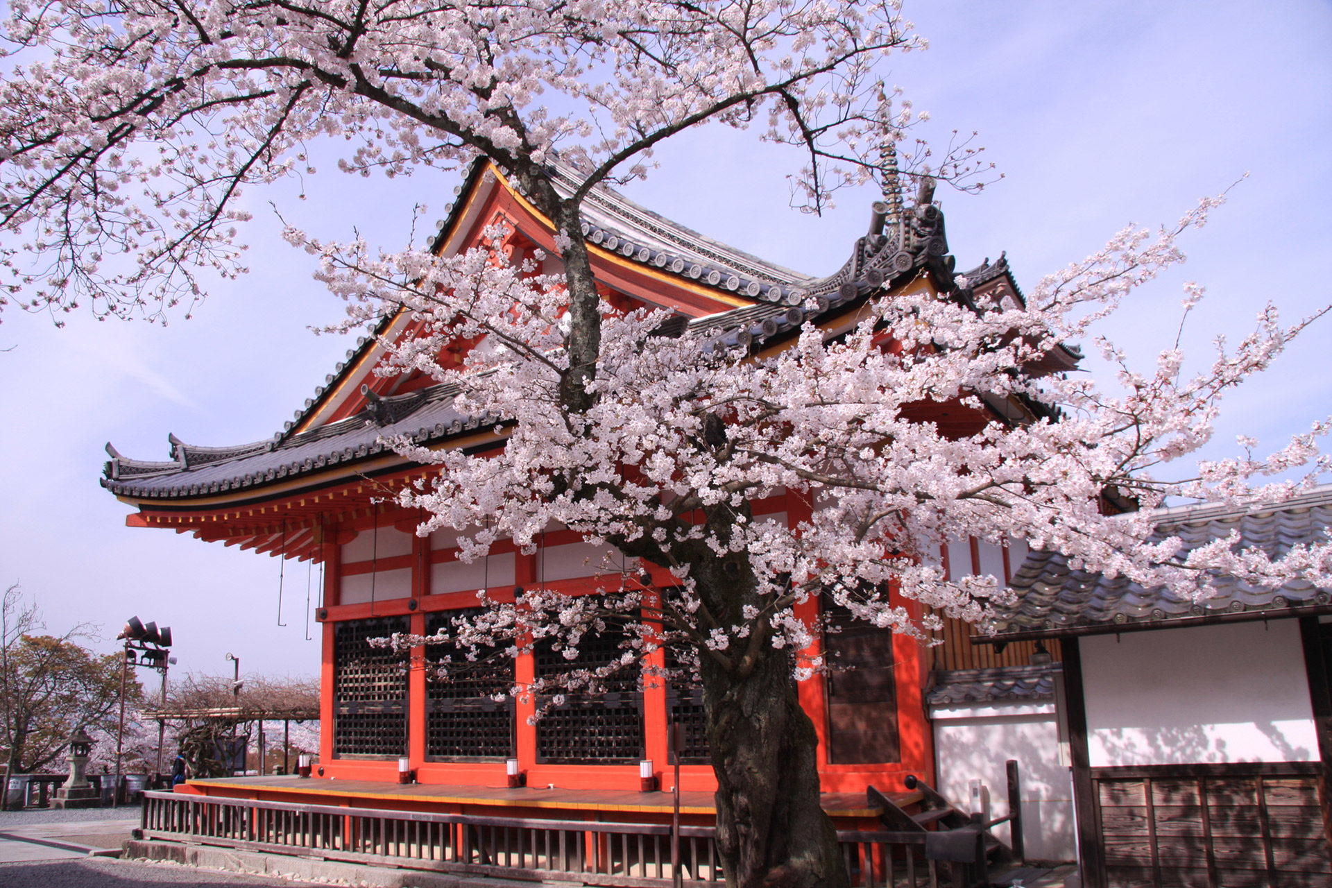 京都-清水寺-シダレサクラ