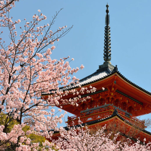 京都-清水寺-桜