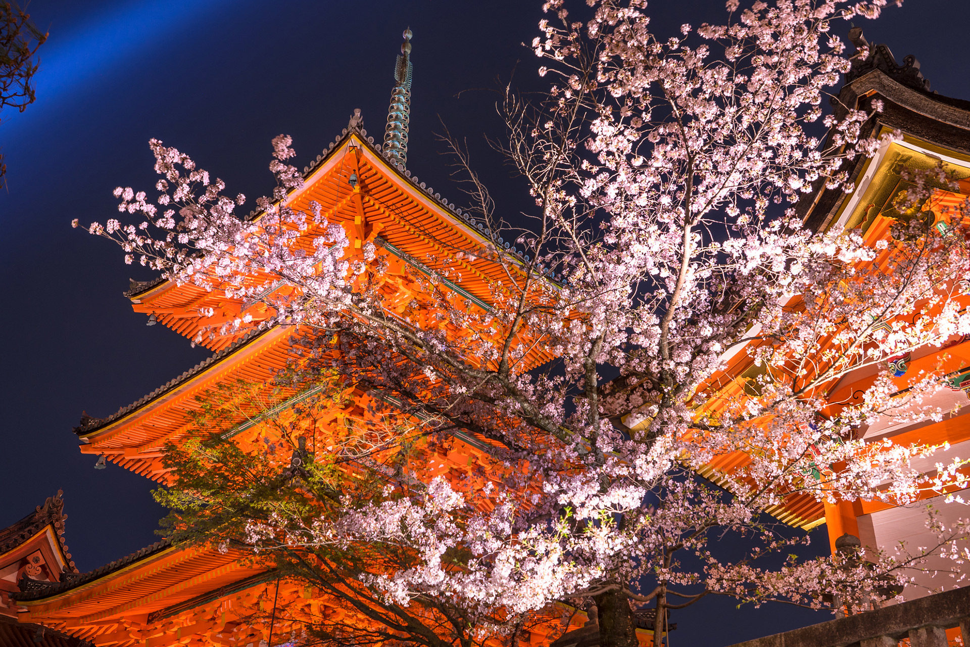 京都-清水寺-桜-ライトアップ