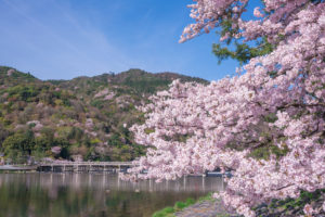 京都-渡月橋-桜