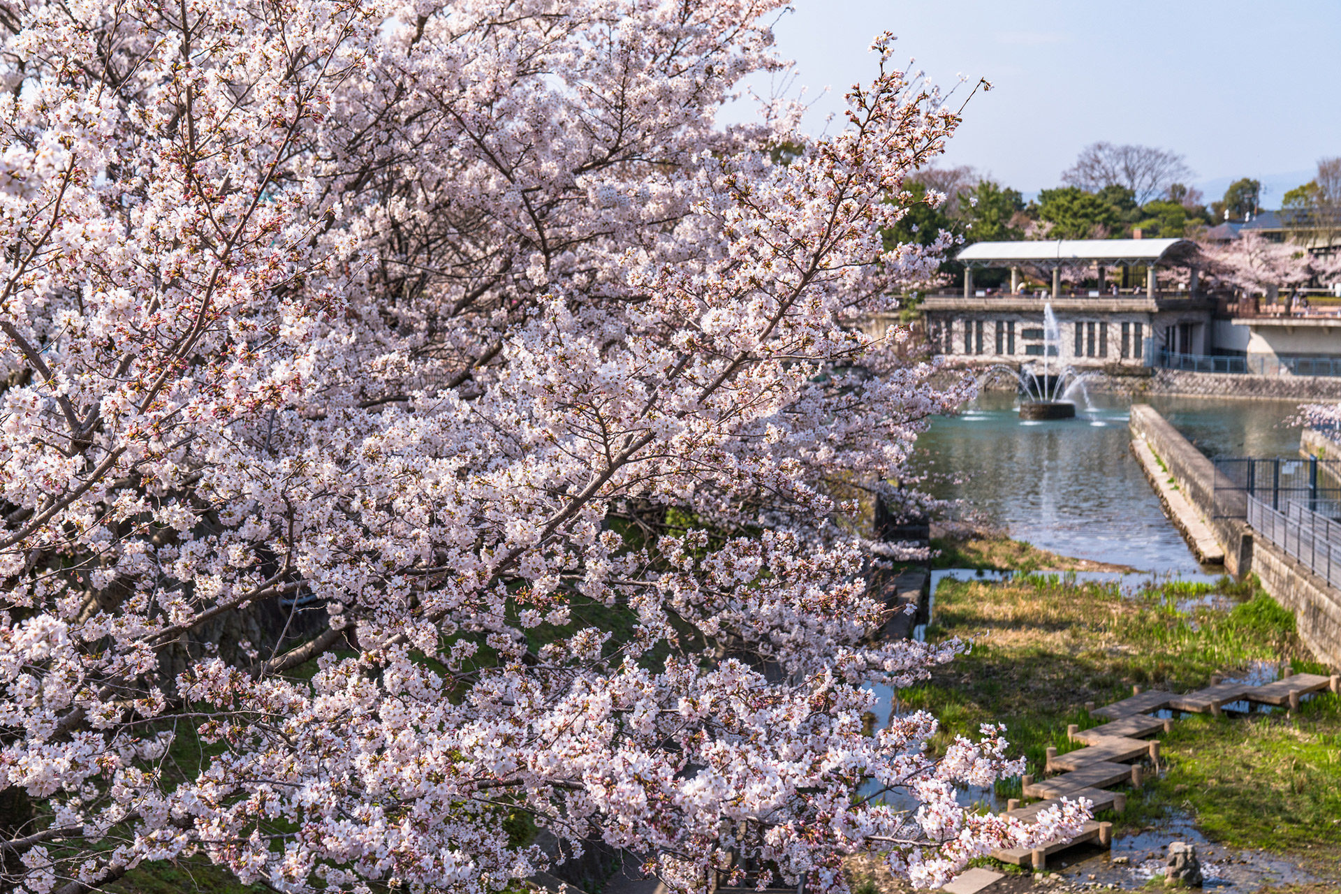 京都-疎水-桜