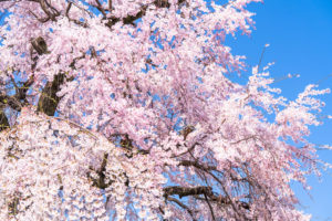 京都-祇園-枝垂れ桜