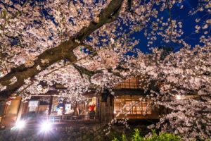 京都-祇園白川-ライトアップ