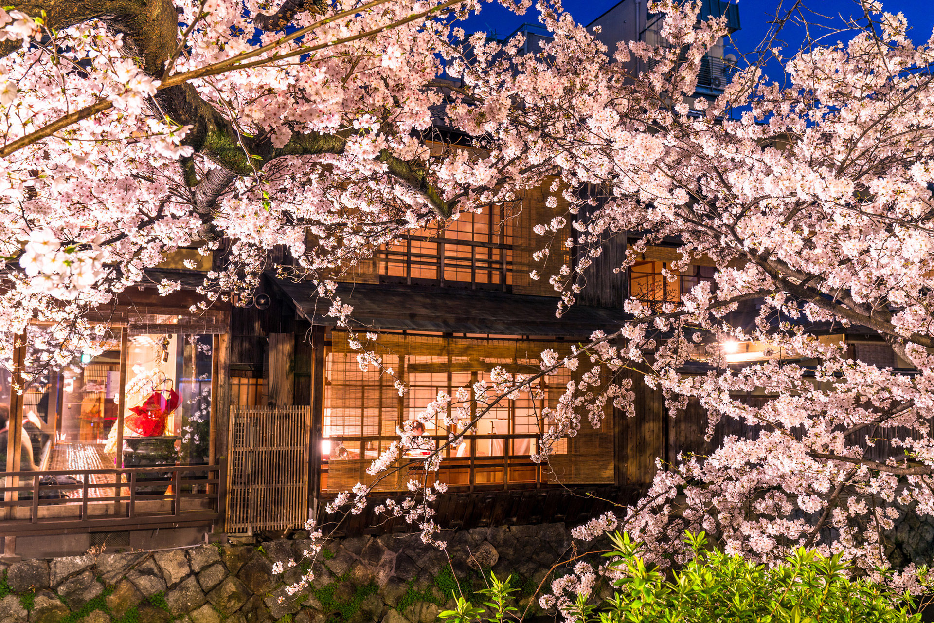 京都-祇園白川-桜-ライトアップ