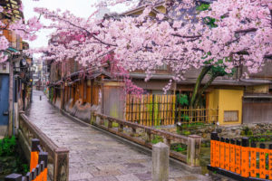 京都-祇園白川-桜-街