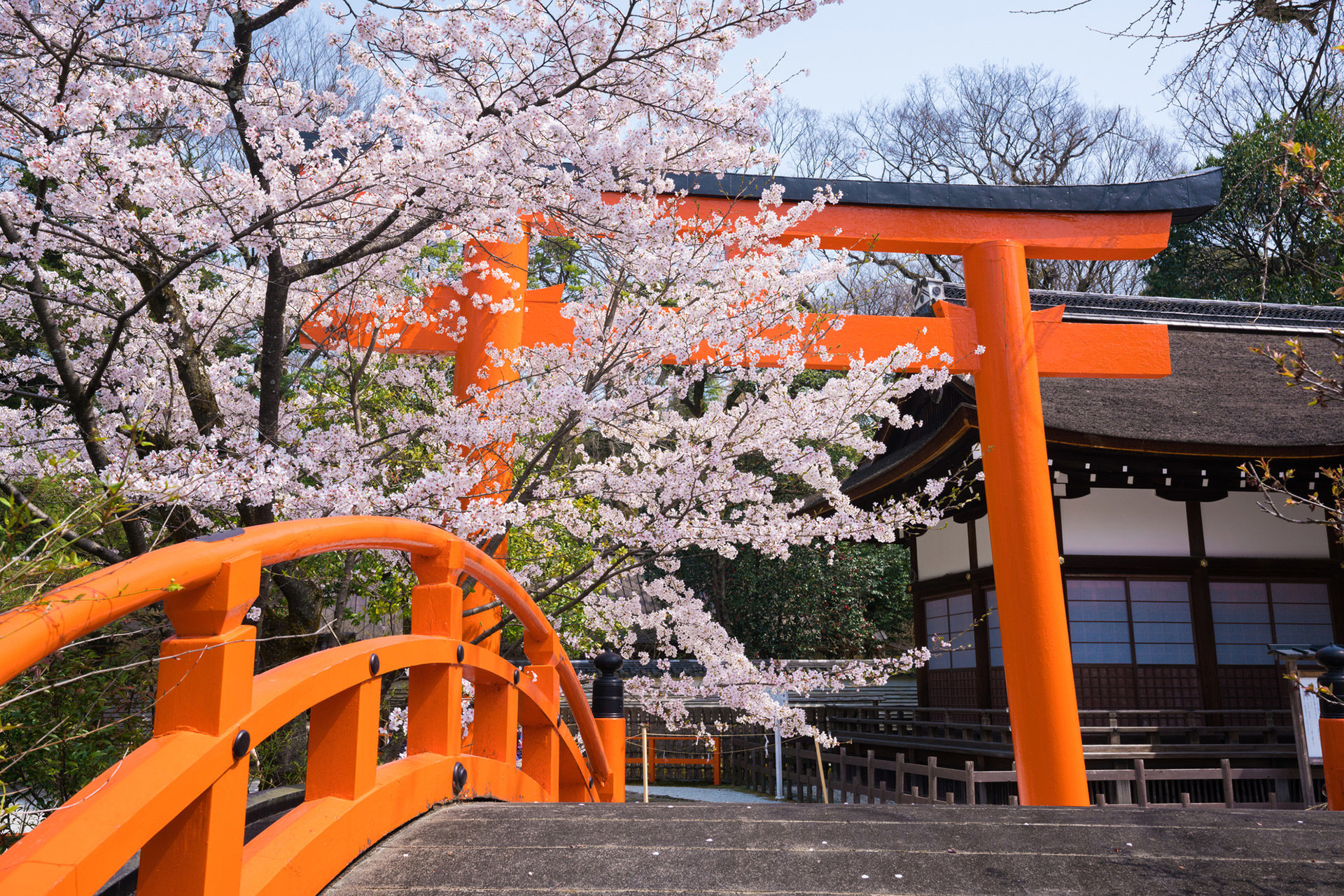 京都-神社-桜-イメージ