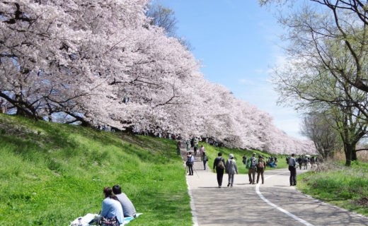 京都-背割堤-桜